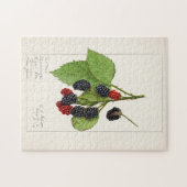 Puzzle Blackberries (Rubus subg. Rubus Watson) (Horizontal)