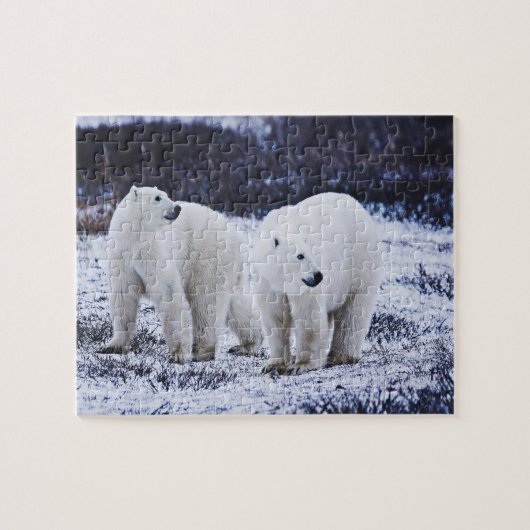 Puzzle blanc des ours polaires (Horizontal)