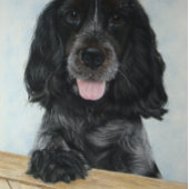 Puzzle bleu english cocker spanial très mignon chien