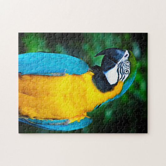 Puzzle bleu et or Macaw (Horizontal)