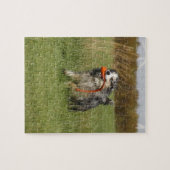 Puzzle bleu merle aussie courant avec jouet (Horizontal)