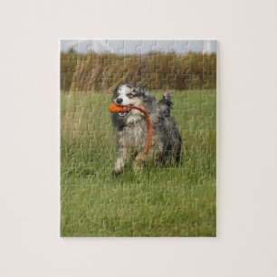 Puzzle bleu merle aussie courant avec jouet
