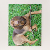 Puzzle Bloodhound dog - Chasse parfum Hound dans l'herbe (Vertical)