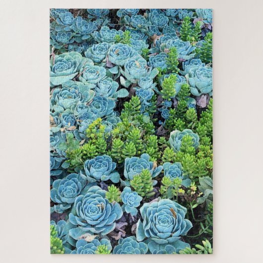 Puzzle Blue Echeveria Imbricata & Green Sedum Succulent (Vertical)