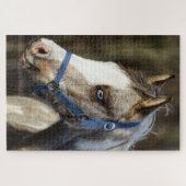 Puzzle Blue Eyed Fol (Horizontal)
