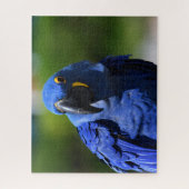 Puzzle Blue Hyacinth Macaw (Vertical)