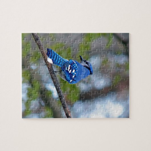 Puzzle Blue Jay (Horizontal)