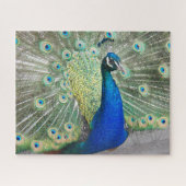 Puzzle Blue Peacock Fantail Feathails Photo (Horizontal)