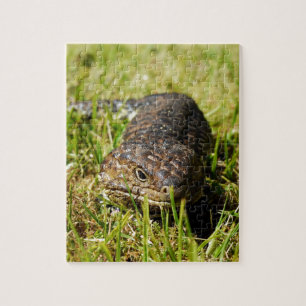 Puzzle Blue Tongue Lizard Creeping