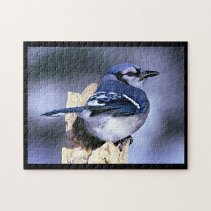 Puzzle BlueJay