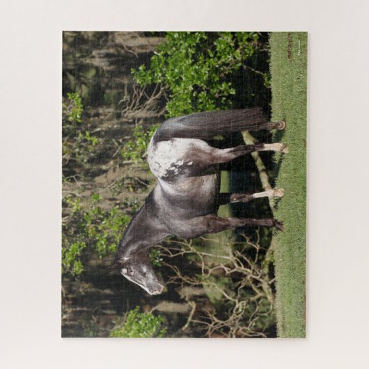 Puzzle Bob Langrish | Appaloosa debout (Vertical)