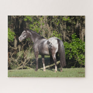 Puzzle Bob Langrish Appaloosa debout