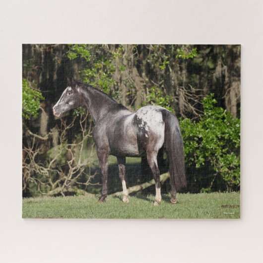 Puzzle Bob Langrish | Appaloosa debout (Horizontal)