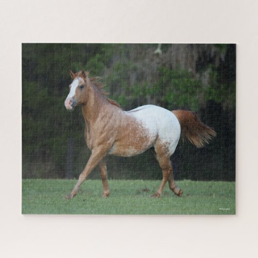 Puzzle Bob Langrish | Appaloosa Horse Running (Horizontal)