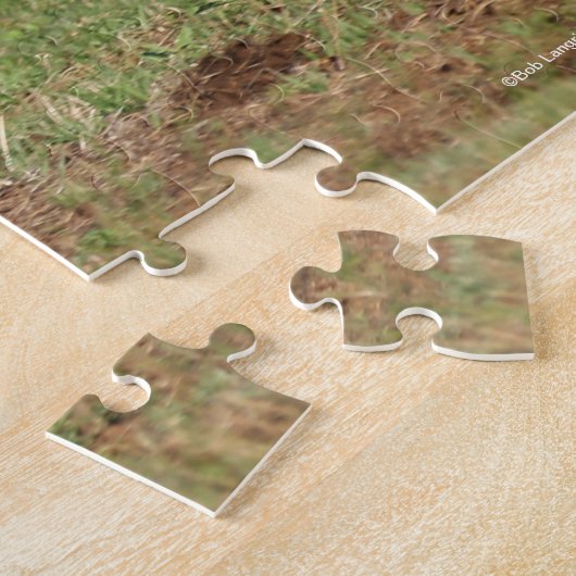 Puzzle Bob Langrish | Appaloosa Horse Running (Côté)