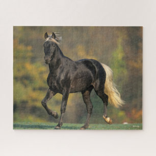 Puzzle Bob Langrish   Automne Rocky Mountain Horse