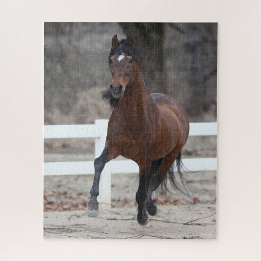 Puzzle Bob Langrish | Baie Andalousie Stallion Courant (Vertical)