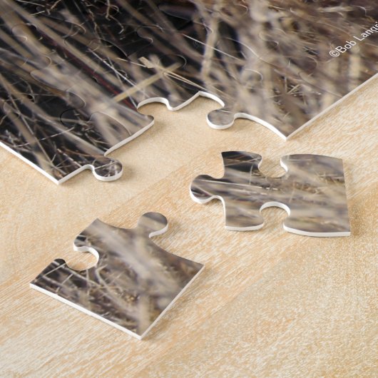 Puzzle Bob Langrish Bashkir Curly Horse Stallion Marcher (Côté)