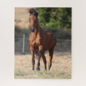 Puzzle Bob Langrish | Bay Arab Standing Mane Blown (Vertical)