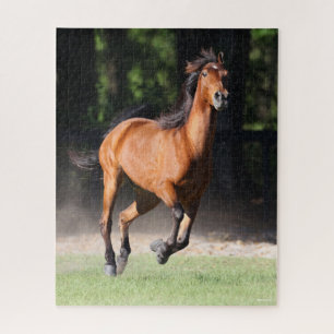 Puzzle Bob Langrish   Bay Tennessee Walker Running