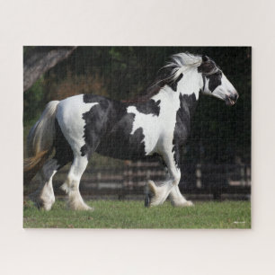 Puzzle Bob Langrish Black and White Gypsy Vanner Walking