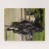 Puzzle Bob Langrish | Black Friesian Mare Running (Horizontal)
