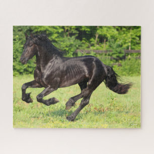Puzzle Bob Langrish   Black Friesian Running