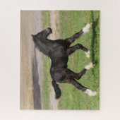 Puzzle Bob Langrish | Black Gypsy Vanner Foal Running (Vertical)