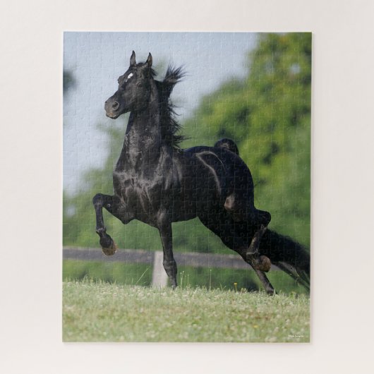 Puzzle Bob Langrish | Black Morgan Horse Trotting (Vertical)