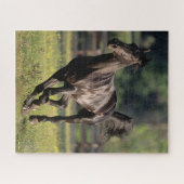 Puzzle Bob Langrish | Black Warmblood Stallion Running (Horizontal)