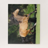 Puzzle Bob Langrish | Buckskin Lusitano Running (Vertical)
