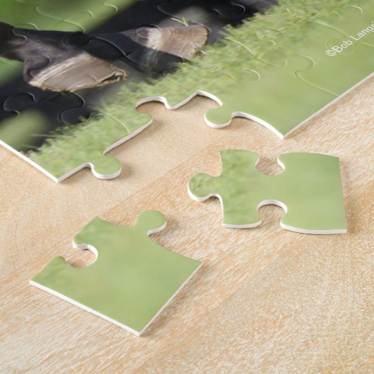 Puzzle Bob Langrish | Buckskin Lusitano Running (Côté)