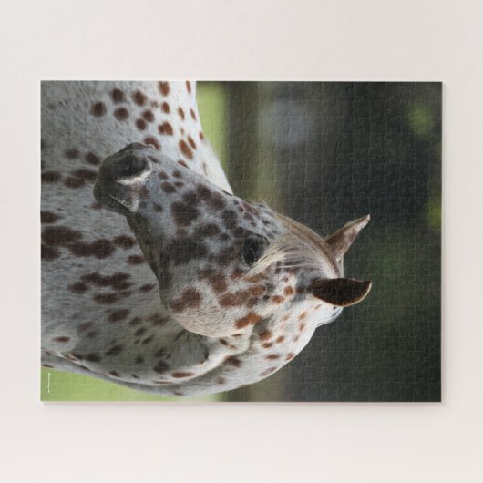 Puzzle Bob Langrish | Capture d'écran Appaloosa Standing (Horizontal)