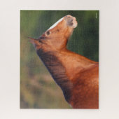 Puzzle Bob Langrish | Capture d'écran de Bay Clydesdale (Vertical)