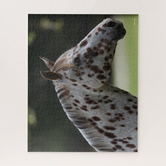 Puzzle Bob Langrish | Capture d'écran de Spotty Appaloosa (Vertical)