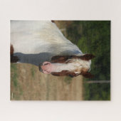 Puzzle Bob Langrish | Capture d'écran du cheval Pinto Haf (Horizontal)