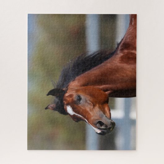 Puzzle Bob Langrish | Capture d'écran du Colt arabe Bay (Vertical)