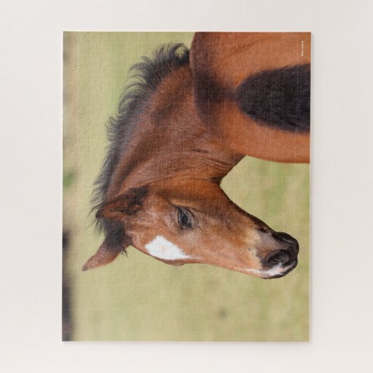 Puzzle Bob Langrish | Capture d'écran du poulain de sang  (Vertical)