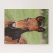 Puzzle Bob Langrish | Capture d'écran du poulain du quart (Horizontal)