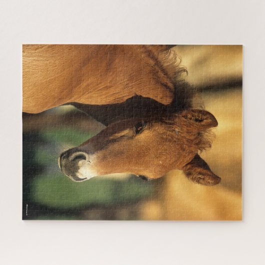 Puzzle Bob Langrish | Capture d'écran du poulain du quart (Horizontal)