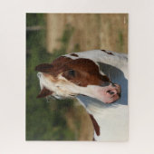 Puzzle Bob Langrish | Capture d'écran du stallion Pinto H (Vertical)