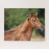 Puzzle Bob Langrish | Casque arabe châtaigner Mane Flow (Horizontal)