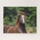 Puzzle Bob Langrish | Casque d'étoile arabe châtaigne (Horizontal)