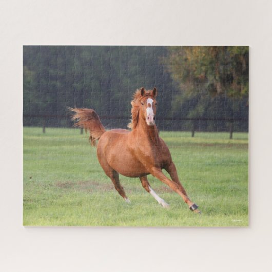 Puzzle Bob Langrish | Châtaignes Oldenburg Running (Horizontal)