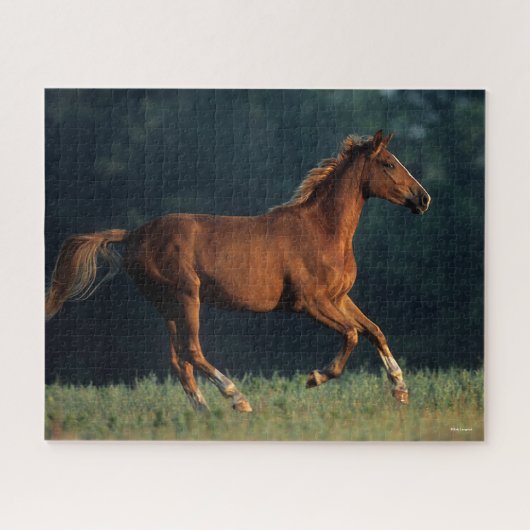 Puzzle Bob Langrish | Chestnut Warmblood Running (Horizontal)