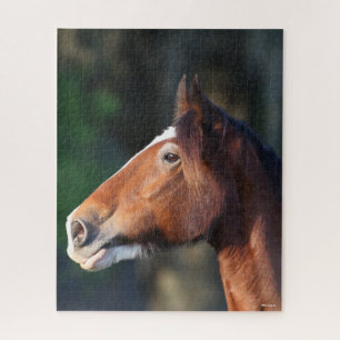 Puzzle Bob Langrish   Clydesdale headshot