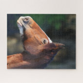 Puzzle Bob Langrish | Clydesdale headshot (Horizontal)