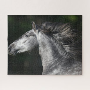 Puzzle Bob Langrish Dapple Grey Andalucian headshot