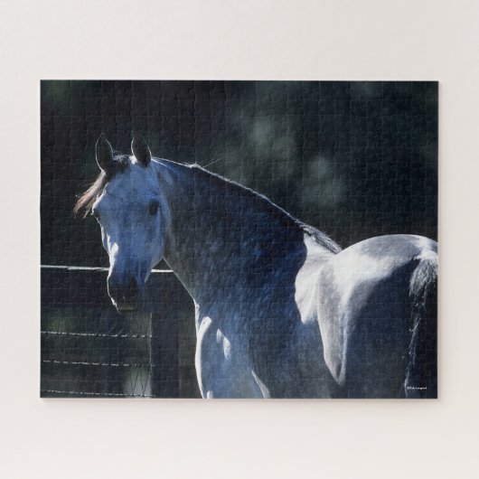 Puzzle Bob Langrish | Dapple Grey Arab Headshot Backlit (Horizontal)