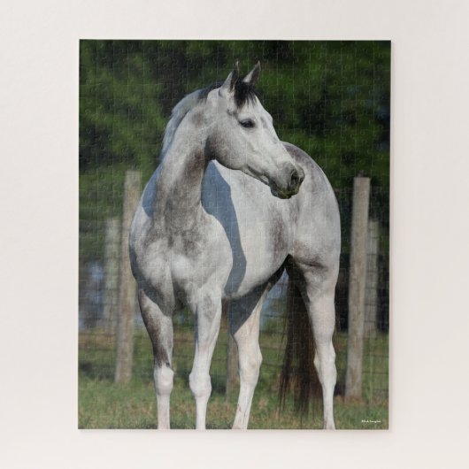 Puzzle Bob Langrish | Dapple Grey Quarter Horse Standing (Vertical)